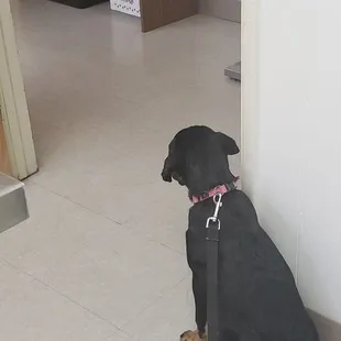 My puppy (Catahoula) looking for her vet, she loves it here!