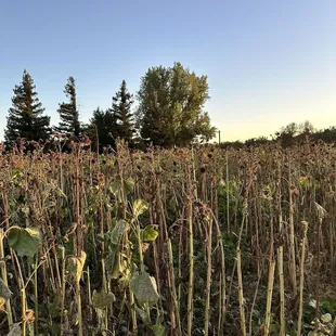 The Sad Sunflower Stroll