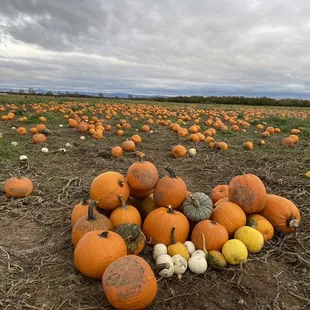 Pumpkin patch