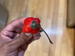 The Caribbean Market