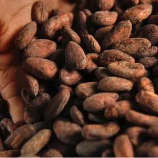 a person holding a handful of cocoa beans