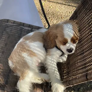 "Cash" approved patio...