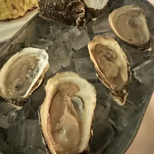 Oysters