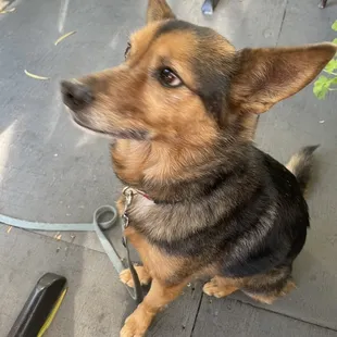 Doggo friendly patio