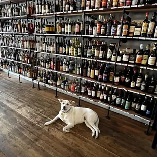 This selection! The dog!