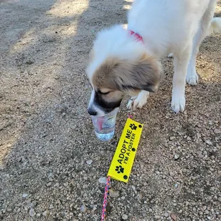 My foster puppy drinking from complimentary water cup