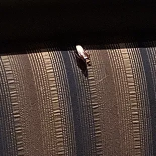 a bug on a couch