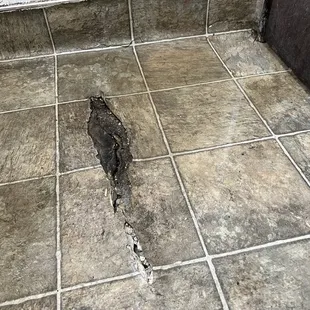Big moldy / dirty crack in bathroom with a giant puddle of standing water