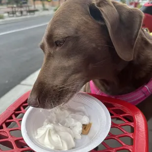 My puppy little treat for just herself.