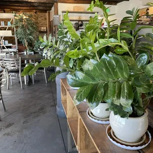 Plants
