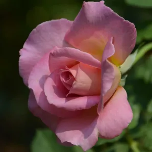 more roses in the garden