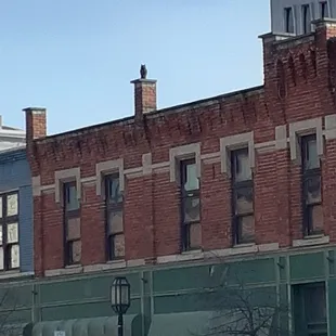 Is that a BLACK CAT or owl? Is that a prop? This was observed from the coffee shop.