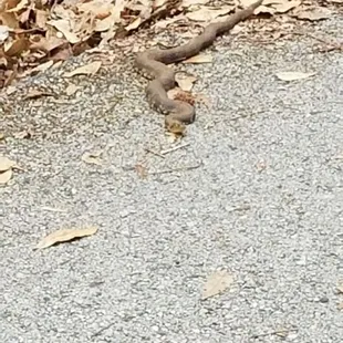Snake!
