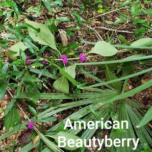 Berries growing in Black Creek