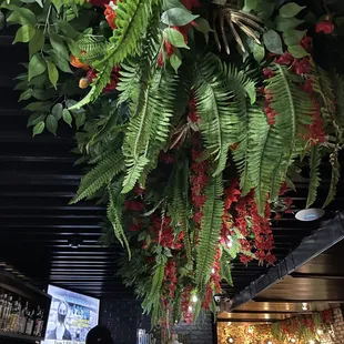 plants hanging from the ceiling