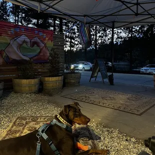 Our dog had a wonderful time, especially with his new toy that we got him in the shop!