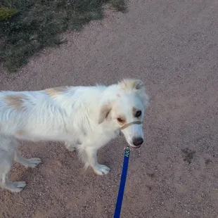 The dogs love this 3.78m loop!