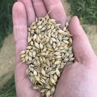 a handful of barley