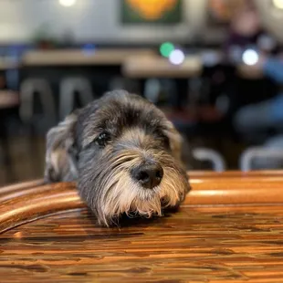 a dog sitting on a table