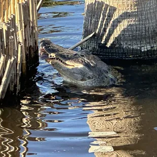 Gator looks hungry.  So cool.