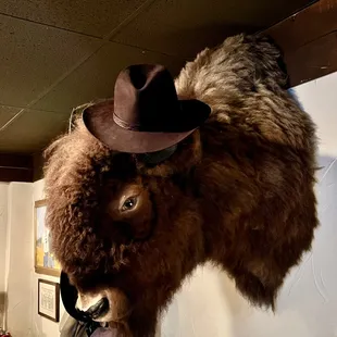 a bison&apos;s head mounted on a wall