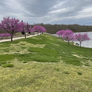 Redbuds in springtime. So gorgeous!