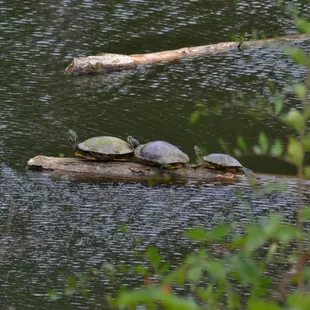 More turtles. I like turtles haha