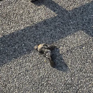 This is a beautiful dead bird that I was able to look at while I was eating! But still no manager on duty. Smh