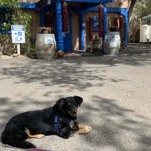 a dog laying on the pavement
