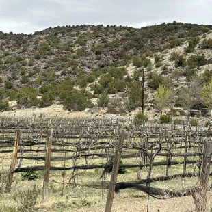 a vineyard in the foreground