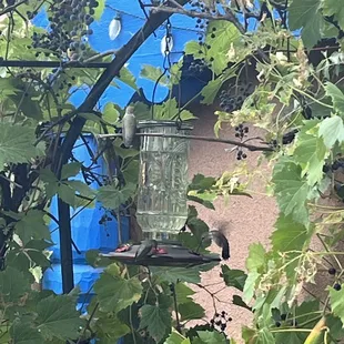 Hummingbird sanctuary