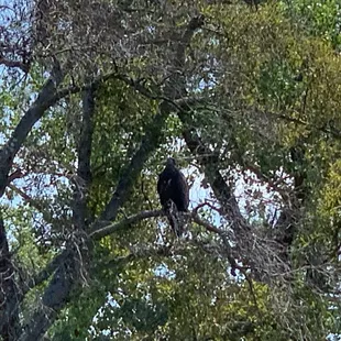 Another juvenile bald eagle across the river from their nest on the bluffs.