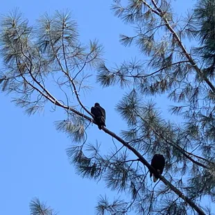Bald eagles