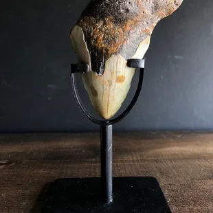 Fossilized Megalodon Tooth