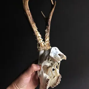 Roe Deer Skull