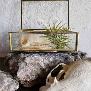 Armadillo and badger skull