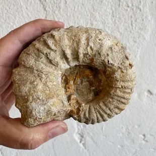 Agadir fossil