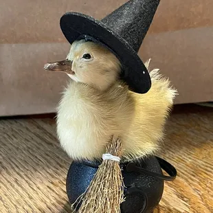 This duckling was too tempting to pass up. This place has an amazing selection of items.