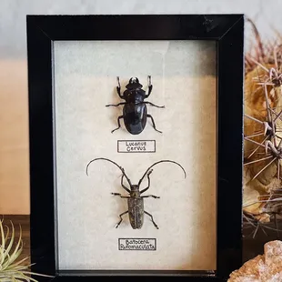 Framed insects