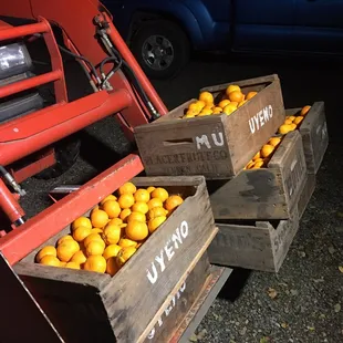 Farm fresh mandarins