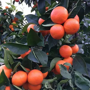 Beautiful fruit on the trees