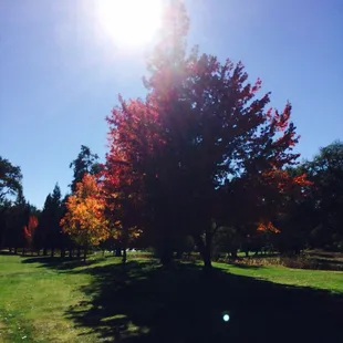 Gorgeous color!