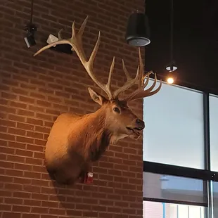 sushi and sashimi, interior