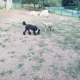 Dog Park