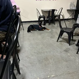 Brewery pup sporting merchandise.