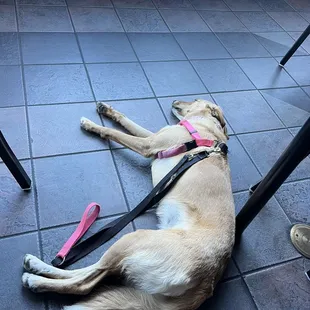 a dog laying on the ground