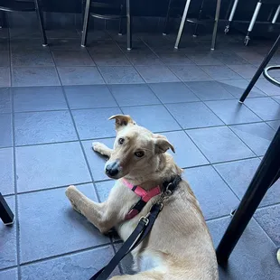 a dog laying on the floor