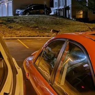 Waterbrook tenant's dog off leash, deficating at Black Sand.  Owners did not pick up waste.