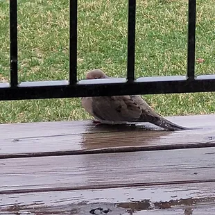 Dove on my balcony.