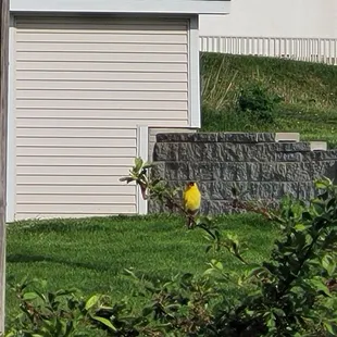 A bird I photographed at Black Sand Apartments.